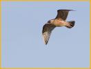 First Winter American<BR>Herring Gull