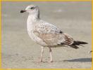 Second  Winter American<BR>Herring Gull