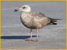 Second Summer American<BR>Herring Gull