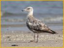 First Summer American<BR>Herring Gull