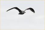 First Summer American<BR>Herring Gull