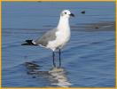 Nonbreeding <BR>Laughing Gull