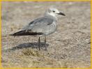 Second Winter<BR>Laughing Gull