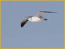 Nonbreeding<BR>Laughing Gull