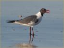 Laughing Gull