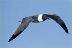 Laughing Gull
