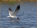 Laughing Gull