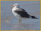 Lesser Black-backed Gull
