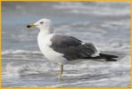 Third Summer<BR>Lesser Black-backed Gull