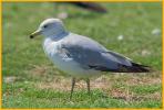 Second Summer <BR>Ring-billed Gull