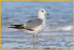 First Summer <BR>Ring-billed Gull