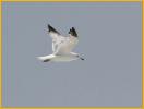 First Summer<BR>Ring-billed Gull