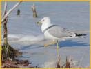 Ring-billed Gull