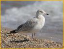 First Winter<BR>Ring-billed Gull