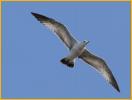 First Winter<BR>Ring-billed Gull