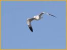 Second Winter<BR>Ring-billed Gull