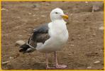 Second Summer <BR>Western Gull