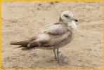 First Summer <BR>Western Gull