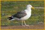 Western Gull, Southern