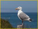 Western Gull, Northern