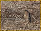 Juvenile<BR>Northern Harrier