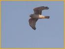 Female<BR>Northern Harrier