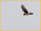 Second Year<BR>Northern Harrier