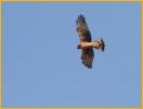Juvenile<BR>Northern Harrier