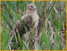 Female<BR>Northern Harrier