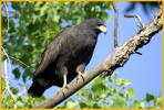 Common Black-Hawk