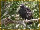 Common Black-Hawk
