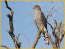 Juvenile<BR>Cooper's Hawk