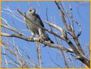 Gray Hawk