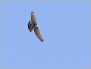 Gray Hawk