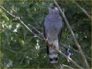 Gray Hawk