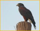 Harris's Hawk