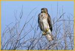 Juvenile Eastern <BR>Red-shouldered Hawk