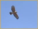 Eastern<BR>Red-shouldered Hawk