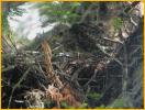 Red-shouldered Hawk Fledgling
