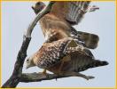 Florida<BR>Red-shouldered Hawks 