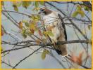 Eastern <BR>Red-tailed Hawk
