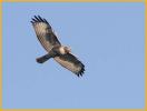 Juvenile Light Western<BR>Red-tailed Hawk