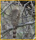 Sharp-shined Hawk