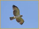 Juvenile<BR>Short-tailed Hawk
