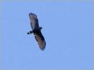 Zone-tailed Hawk