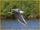 Black-crowned Night-Heron