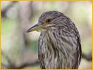 Juvenile<BR>Black-crowned Night-Heron