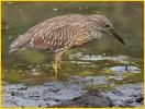 Juvenile<BR>Black-Crowned Night-Heron