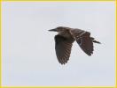 Juvenile<BR>Black-Crowned Night-Heron