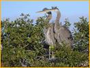 Juvenile <BR>Great Blue Herons